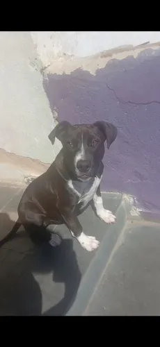 Pitbull 