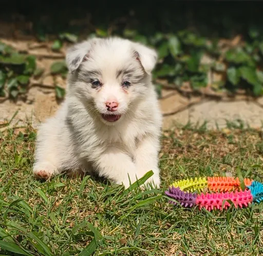 Último border collie (exótico)
