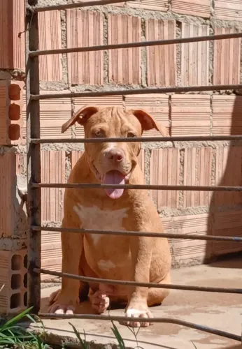Pitmonster 