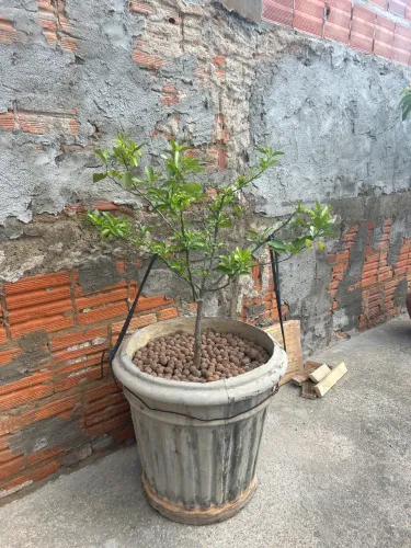 Vendo lido pé de mexerica cravo de 3 anos produzindo, podada