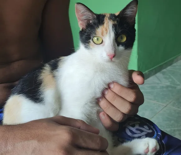ADOÇÃO RESPONSÁVEL