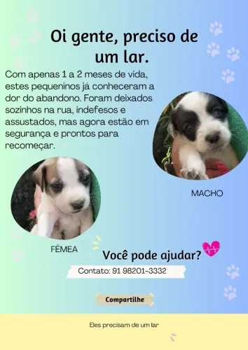 DOAÇÃO FILHOTES MACHO E FÊMEA 