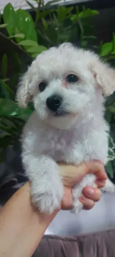 Vendo Filhote de poodle raça pura