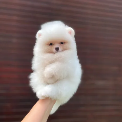 Ursinhos branquinhos Os Verdadeiros Anões Legítimos 