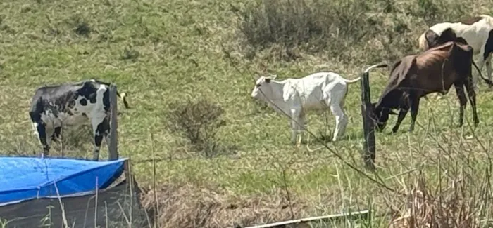 3 cabeças de gado, uma vaca um bezerro e uma novilha