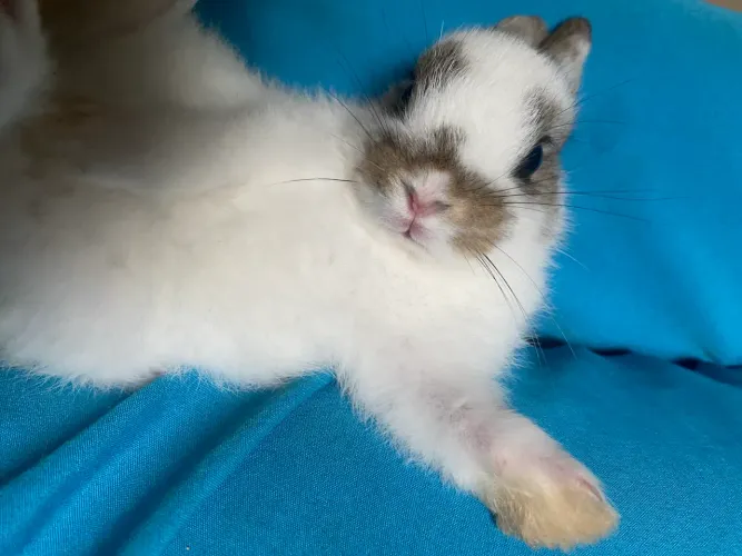 vendo mini coelho