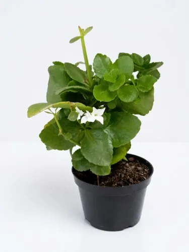 Muda kalanchoe branca