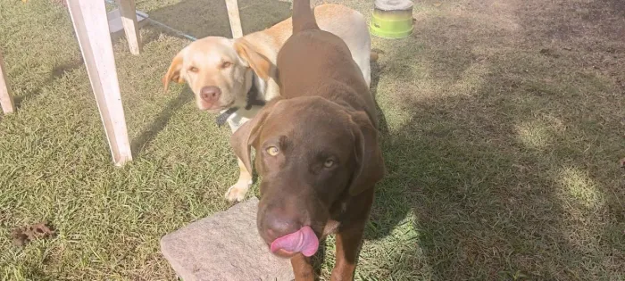 Labrador filhote