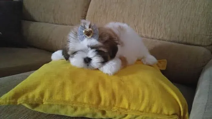 Shihtzu machinho