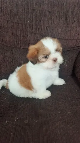 Vendo macho de shitzu