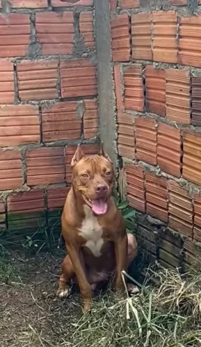 pitbull macho