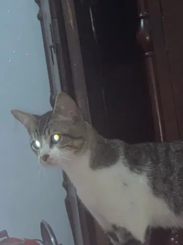 gatinho pra doação