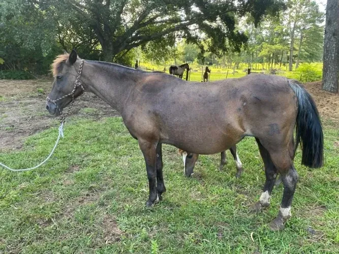 Égua moura crioula