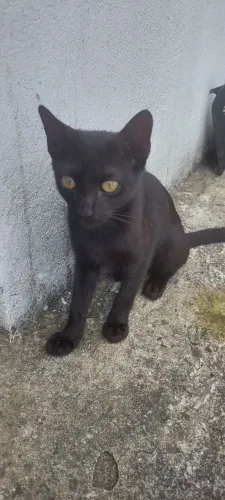 Gato preto macho filhote