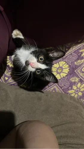 Doação de gato macho