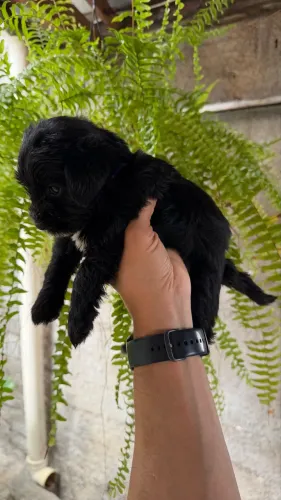 Filhote de schnauzer macho miniatura vacinado PURO