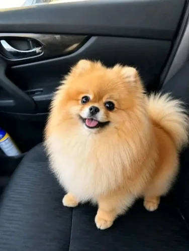 Adoto Lulu da pomerania
