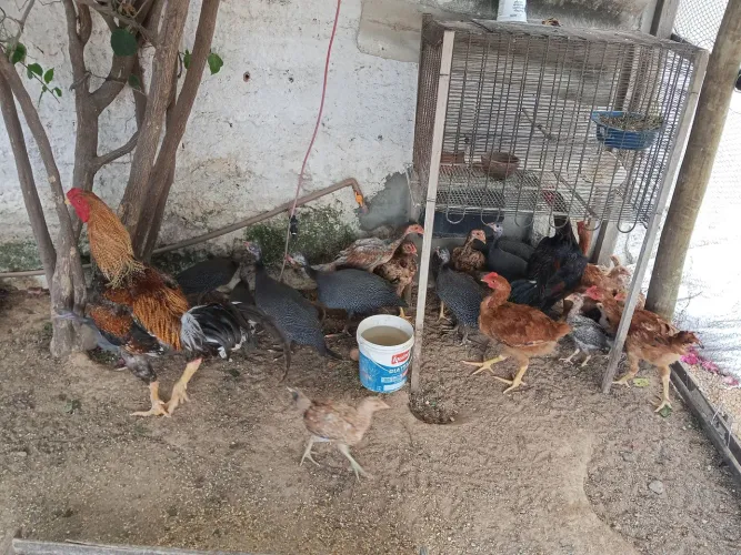 Galinhas para vender e trocar 