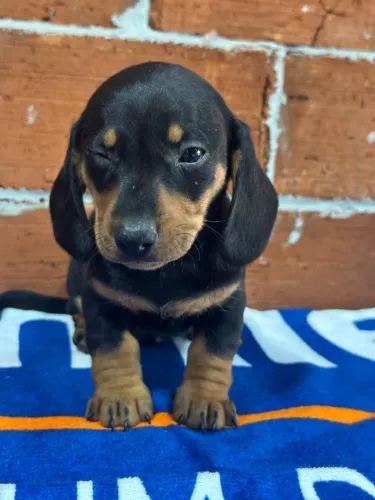 Dachshund preto com caramelo