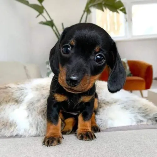 Dachshund basset  Macho de Filhote Porte Pequeno com Pedigree