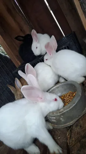 Vende- se filhotes de coelhos gigante