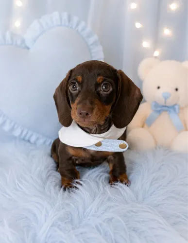 Dachshund Menino Mini