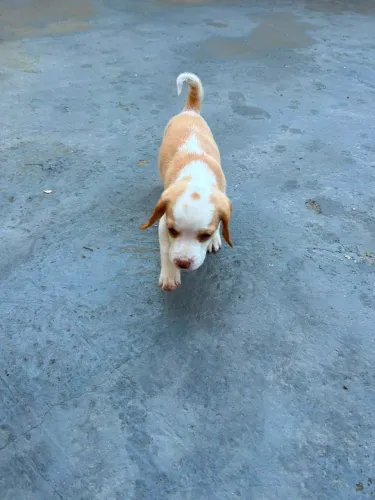 Beagle, o amigo fiel que transforma qualquer momento em alegria!
