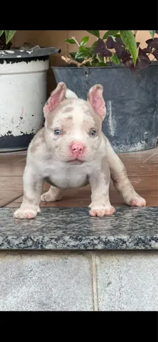 American Bully Micro