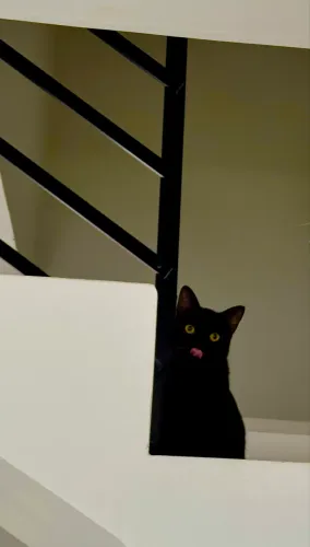 GATO CASTRADO 10 meses