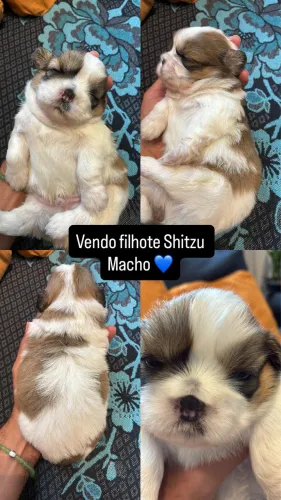 Filhote shitzu