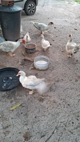 Vendo dois casais de Patos