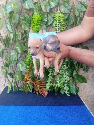 Pinscher zero disponível para novo lar
