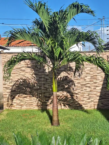 Palmeira Imperial
