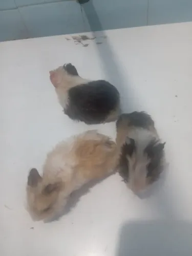 PORQUINHOS DA ÍNDIA