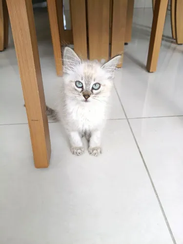 Gatinha fêmea