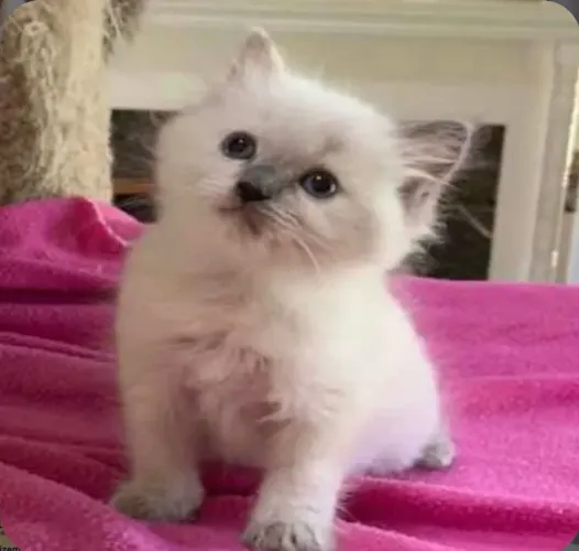 Filhotes gato Ragdoll e Siberiano