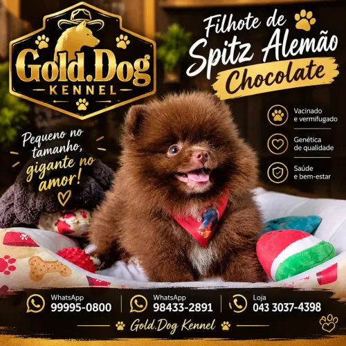 Spitz lulu chocolate olhos verdes