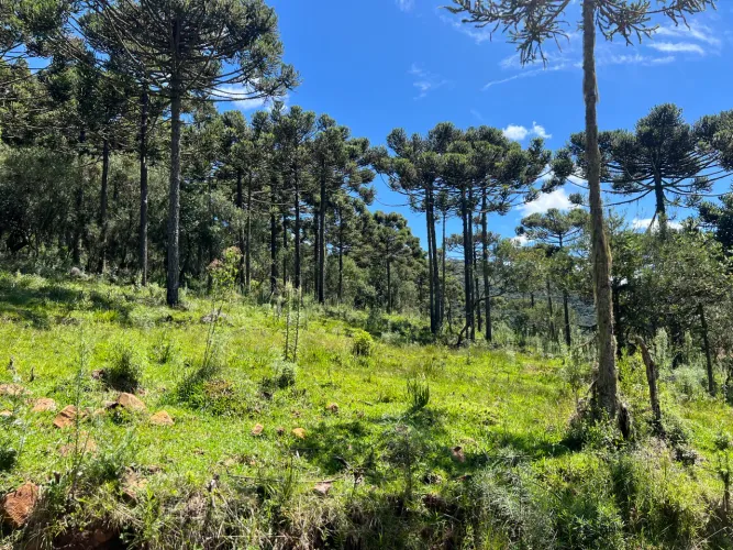Terreno no Cadete, prox. a Pericó - São Joaquim SC