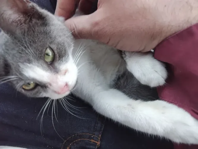Gatinha linda para adoçao responsavel