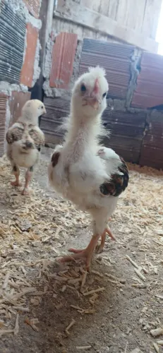 Pintinhos disponível gsb 100 unidade 