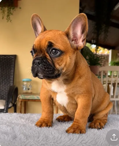 Bulldog francês 