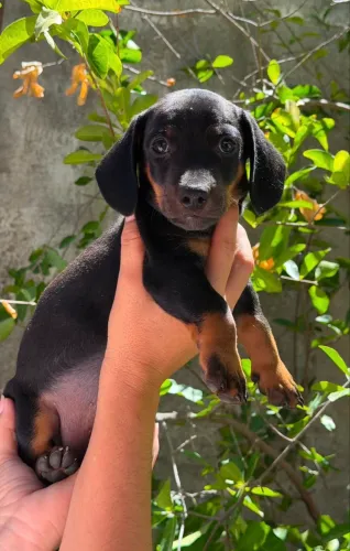 Salsichinha preto macho 