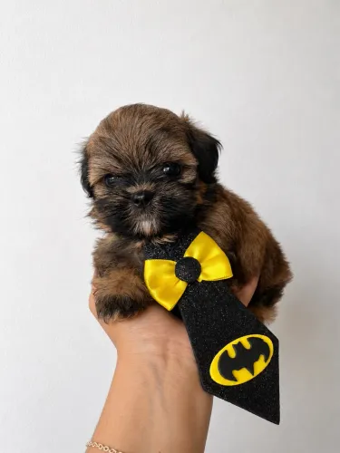Shih tzu machinho bem pequenininho disponível