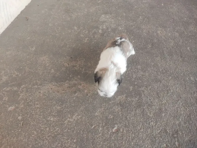 Raça Shih Tzu Original