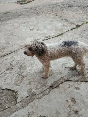 Doação de cachorro