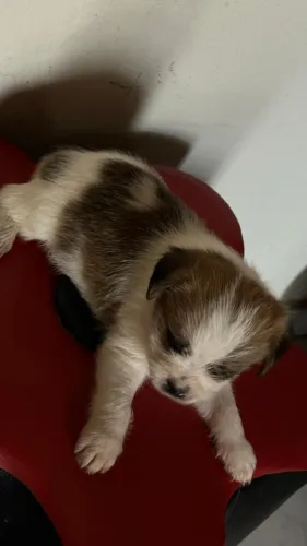 Venda de filhote Shih Tzu