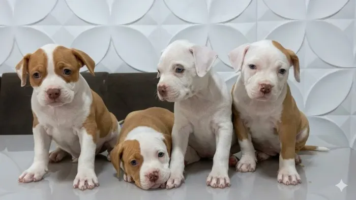 PITBULL