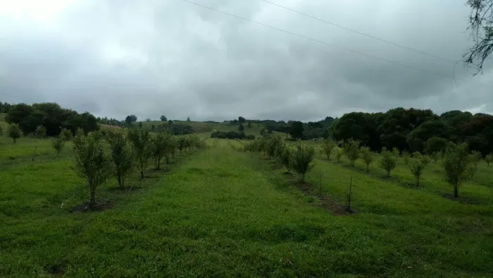 Fazenda para Venda em Balsa Nova, SÃO LUIZ DO PURUNÃ, 2 dormitórios, 2 banheiros, 10 vagas