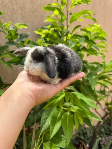 Mini Coelhos - Lion Head , Anão Netherland e Mini Lop