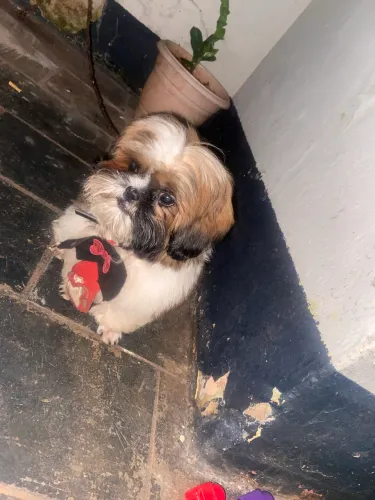 Vendo Shitzu macho 